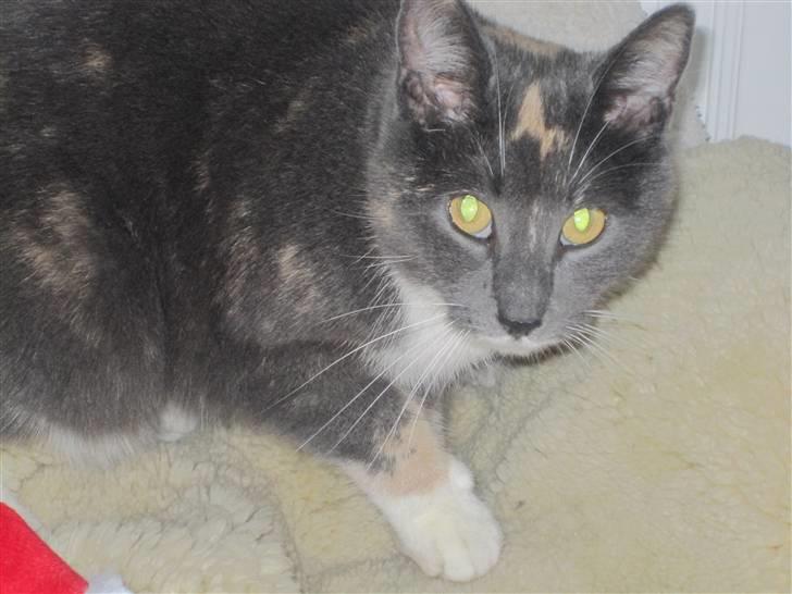 Huskat Gonzo. Hvil i fred. - Nærbilledet ;). billede 2