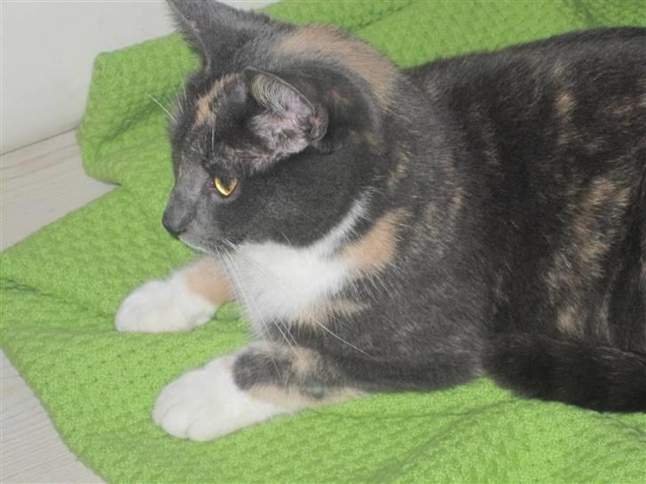 Huskat Gonzo. Hvil i fred. - Gonzo siger ´Freeed!!´ :). billede 3