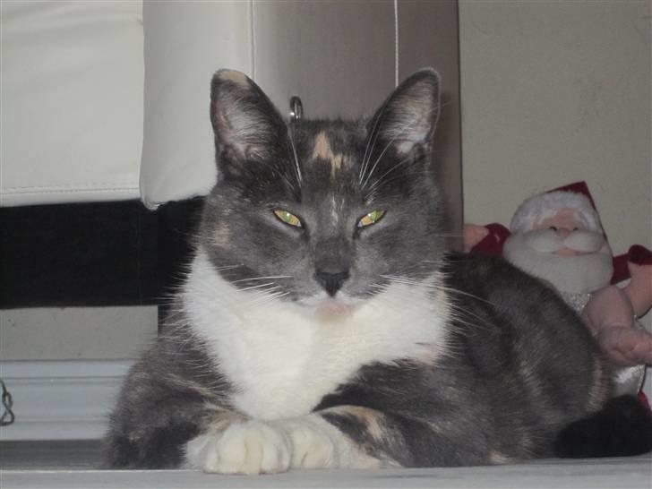 Huskat Gonzo. Hvil i fred. - Gonzo er lidt træt. September 09 :). billede 4