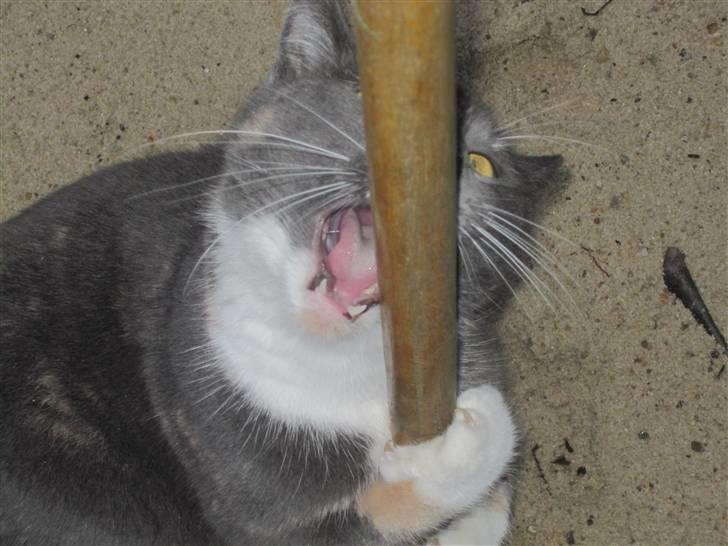 Huskat Gonzo. Hvil i fred. - Gonzo og jeg leger udendørs, December 09 :). billede 5