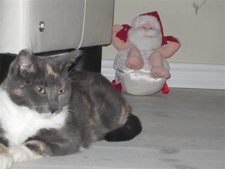 Huskat Gonzo. Hvil i fred. - Gonzo og "Julemand" December 09 ;). billede 6