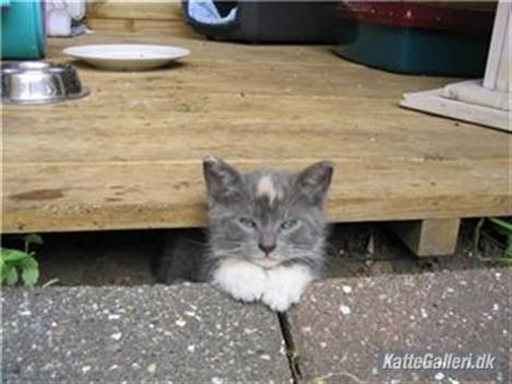 Huskat Gonzo. Hvil i fred. - Trætte misser<3 billede 7