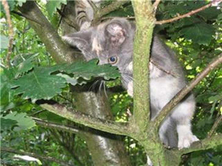 Huskat Gonzo. Hvil i fred. - Gonzoo skøre kat <3 :D billede 9