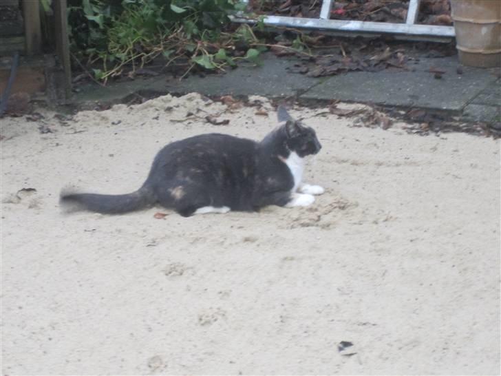 Huskat Gonzo. Hvil i fred. - Gonzo leger udendørs. I en kold vinter måned ;). billede 10