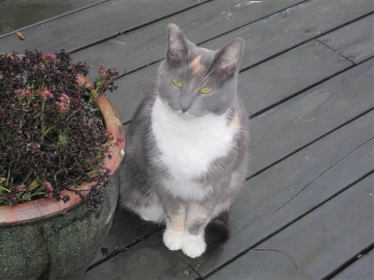 Huskat Gonzo. Hvil i fred. - Mig og min kone, "Fru mrs. plante" xD billede 11