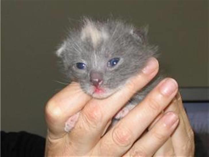 Huskat Gonzo. Hvil i fred. - Gonzo få timer gammel :). billede 12