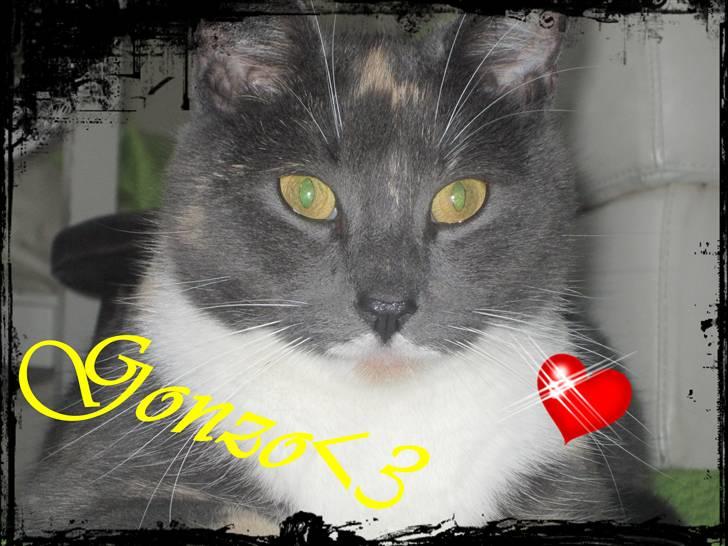 Huskat Gonzo. Hvil i fred. - Et jeg har lavet :). billede 13