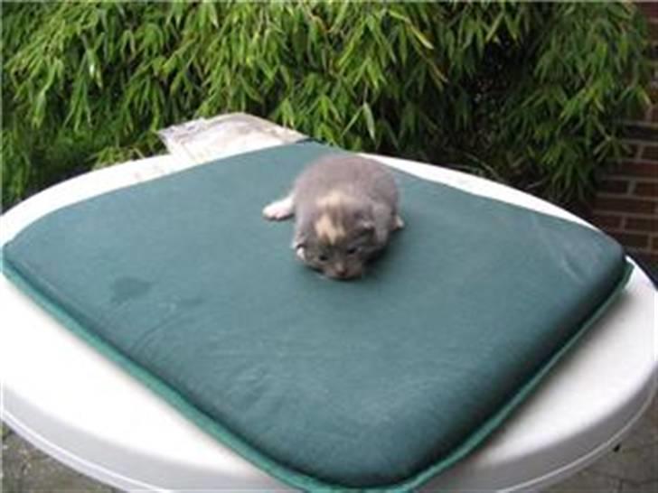 Huskat Gonzo. Hvil i fred. - Gonzo fylder den mindste lille klat på den "Lille" pude <3 billede 14