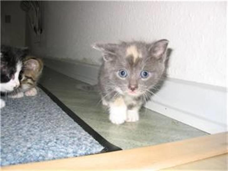 Huskat Gonzo. Hvil i fred. - Århh, lille mis da. Dig kan man ikke stå for! <3 billede 15