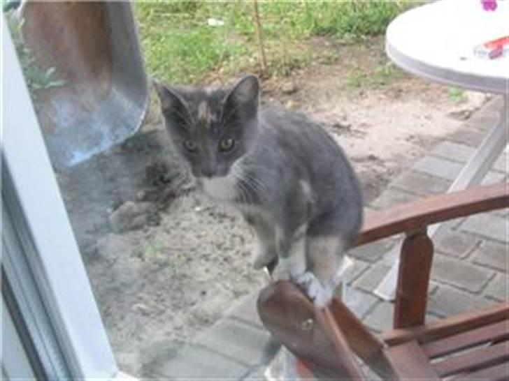 Huskat Gonzo. Hvil i fred. - Klatre tøzz :D billede 16