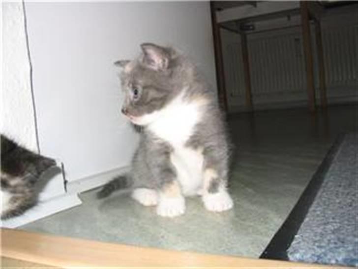 Huskat Gonzo. Hvil i fred. - En lille mis der tænker, hvor er jeg mon henne, ikke i mors mave mere? <3 billede 17