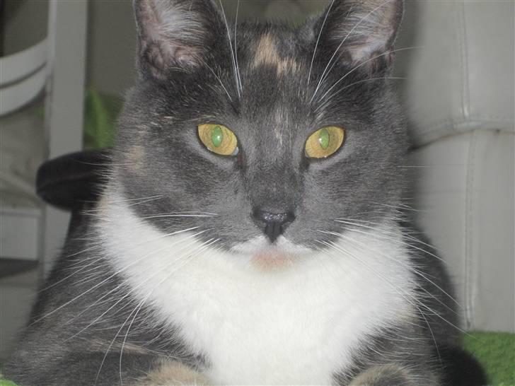 Huskat Gonzo. Hvil i fred. - Uhh, spændene :). billede 18