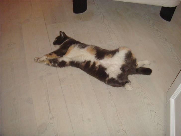 Huskat Gonzo. Hvil i fred. - Sin  heeeelt egen stil ;D billede 19