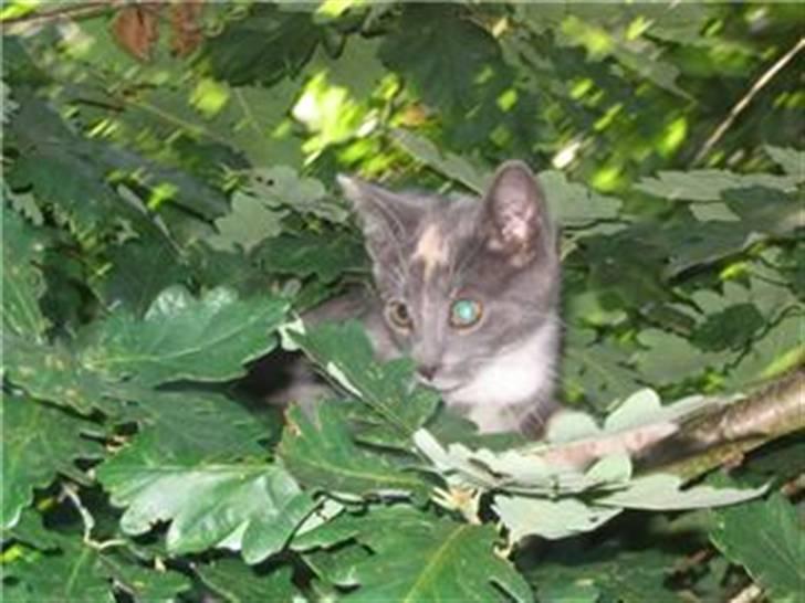 Huskat Gonzo. Hvil i fred. - Klatre tøzz :D - Igeeen :D billede 20