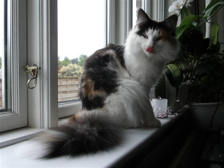 Norsk Skovkat Perfect Proof - Uhmm, jeg ku godt fortærre en ko lige nu! billede 12