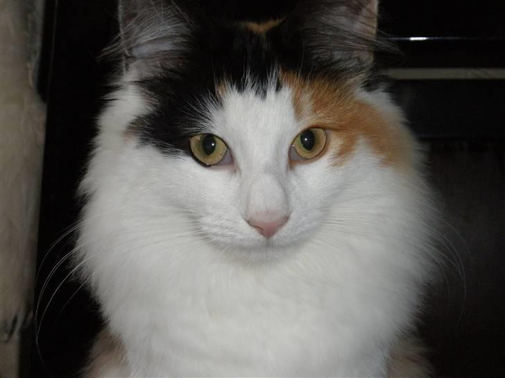 Norsk Skovkat Perfect Proof billede 13