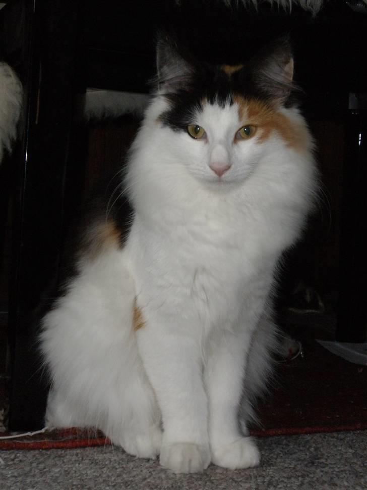 Norsk Skovkat Perfect Proof billede 14