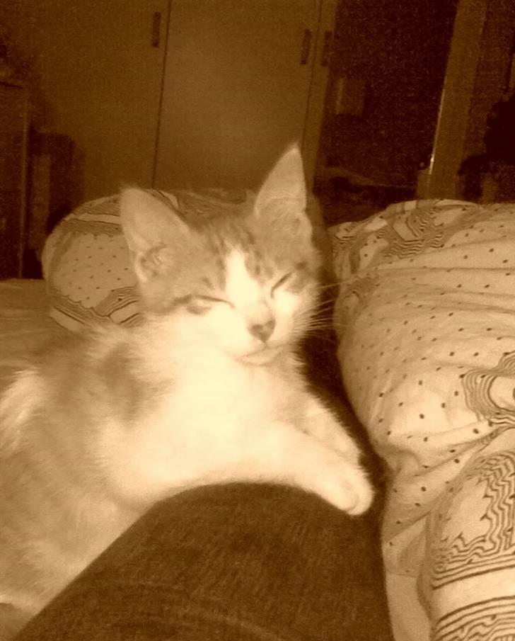 Huskat Luske <3 - min lille misse skat. som killing. det er næsten lige efter jeg har fået ham hjem ..  billede 16