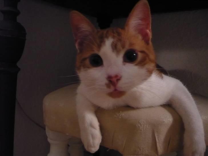 Huskat Luske <3 - helt i hopla. han ser det hele.  billede 17