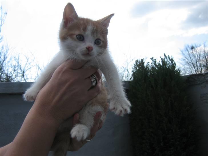 Huskat Luske <3 - Det allerførste billede jeg fik sendt af min Luske. billede 18