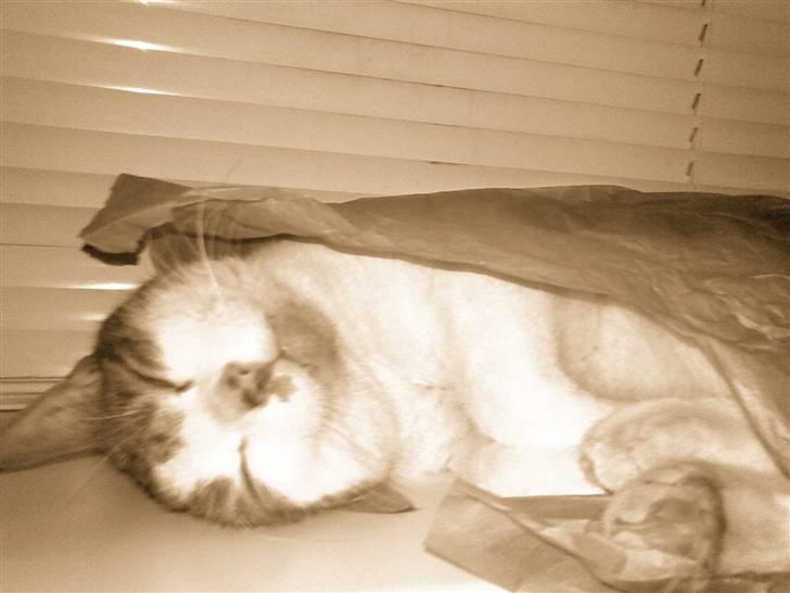 Huskat Luske <3 - Har elsker sådan noget silkepapir, det er det bedste at sove i.. billede 19