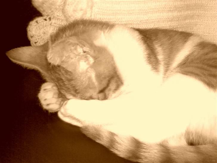 Huskat Luske <3 - Sluk så det lys, jeg vil sove :P billede 20