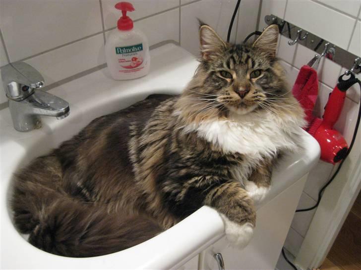 Maine Coon Itai/Chevy. - Mor, du kan jo nok se at vi ikke kan være her begge to, ikk?  billede 3