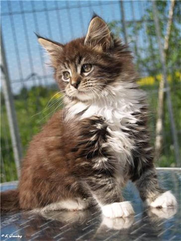 Maine Coon Itai/Chevy. - Billeder af Chevy da han var 9 uger gammel. billede 4