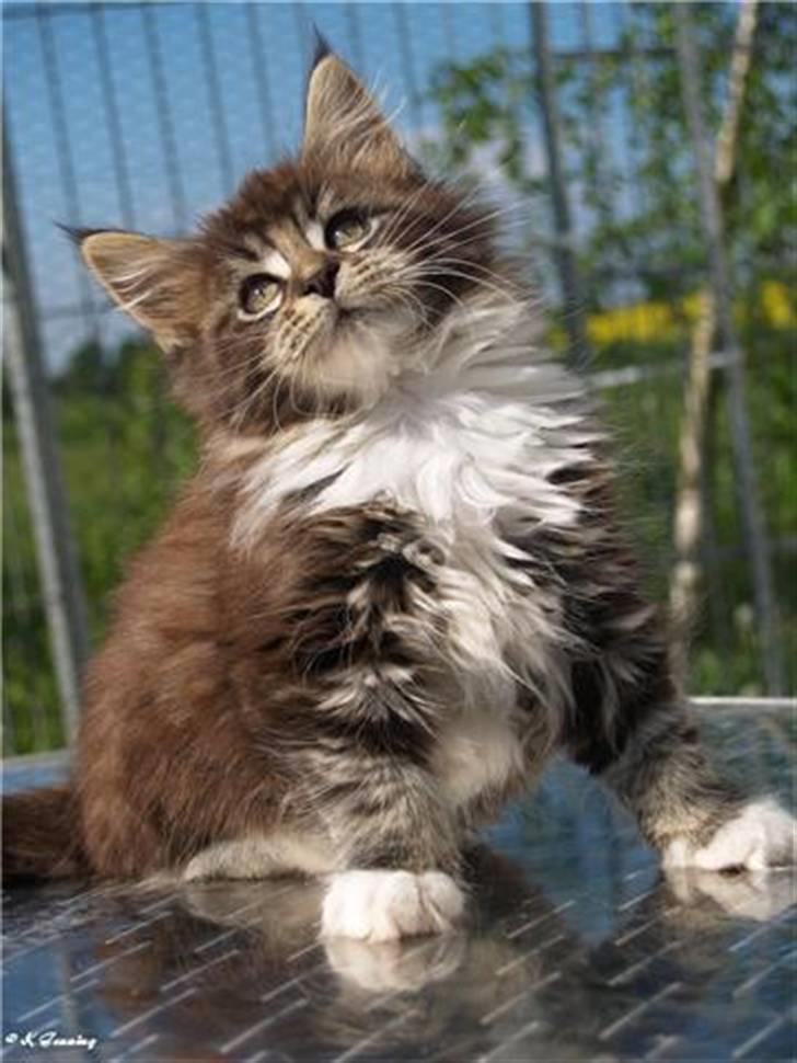 Maine Coon Itai/Chevy. - Billeder af Chevy da han var 9 uger gammel. billede 5