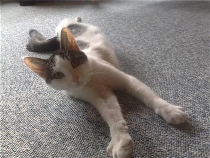 Blanding af racer / Maine Coon Bella billede 12