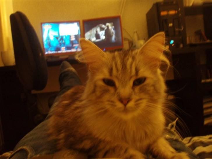 Norsk Skovkat Rebecca billede 6