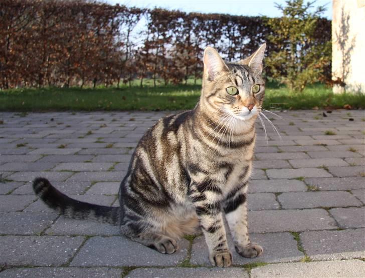 Huskat Woody billede 12