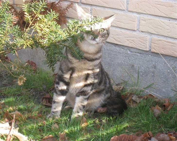 Huskat Woody billede 13