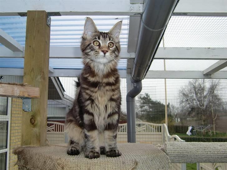 Maine Coon Buller billede 1