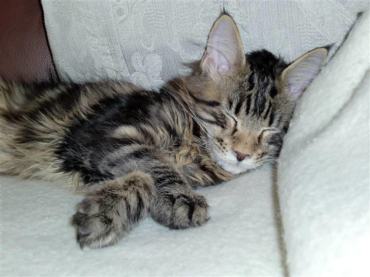 Maine Coon Buller billede 2