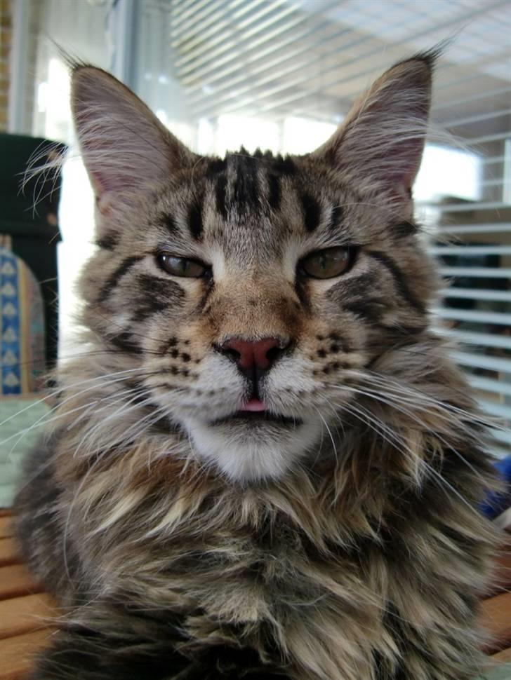 Maine Coon Buller billede 3