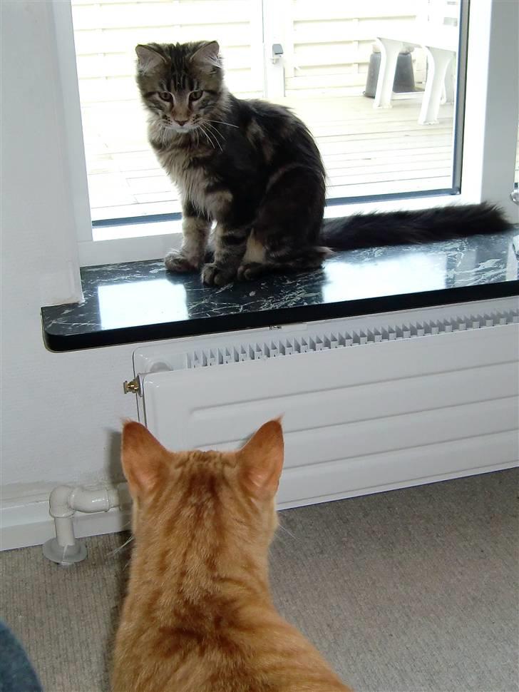 Maine Coon Buller billede 4