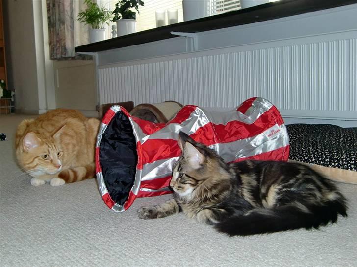 Maine Coon Buller billede 5