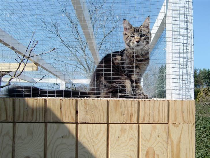 Maine Coon Buller billede 6