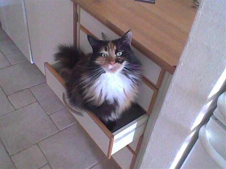 Maine Coon Malou - Her kan man rigtig se Malou´s store øjne . billede 1