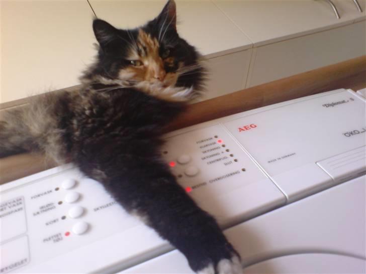 Maine Coon Malou - Malou og mig hygger. Jeg lagde på gulvet og ventede på tøjet var færdigt i vaskemaskinen. Og det syntes Malou så hyggeligt ud, så hun lagde sig på bordet med poten udover bordkanten .  billede 2