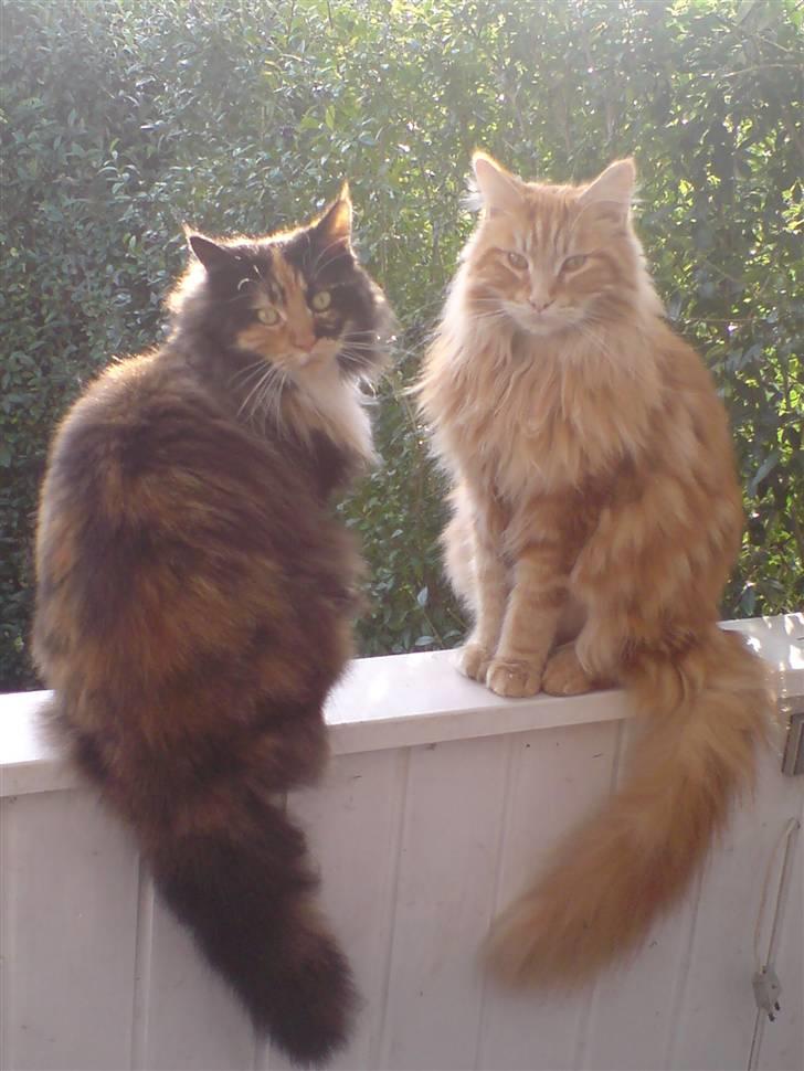 Maine Coon Malou - Smukke Malou og hendes flotte bror . ( Laban )  billede 3