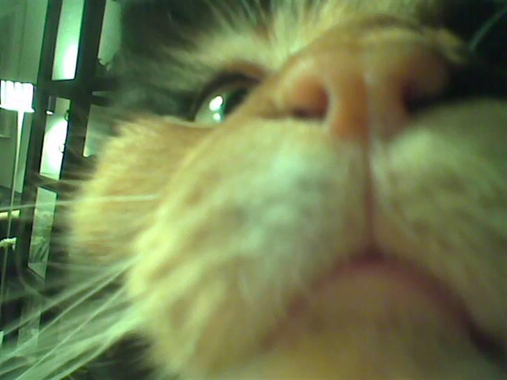 Maine Coon Malou - Hun har næsen i alt ting :´) billede 4