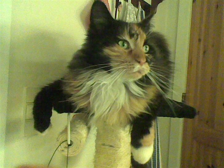 Maine Coon Malou - Her tager hun en slapper på sin faste plads . billede 5