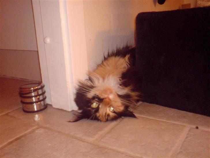 Maine Coon Malou - Malou fjoller ,  billede 6