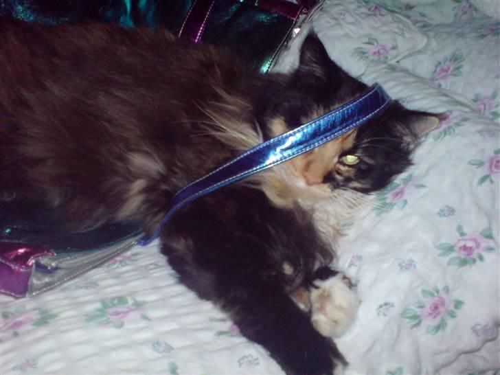 Maine Coon Malou - Her ligger hun i sengen på en taske og hygger igen .  billede 7