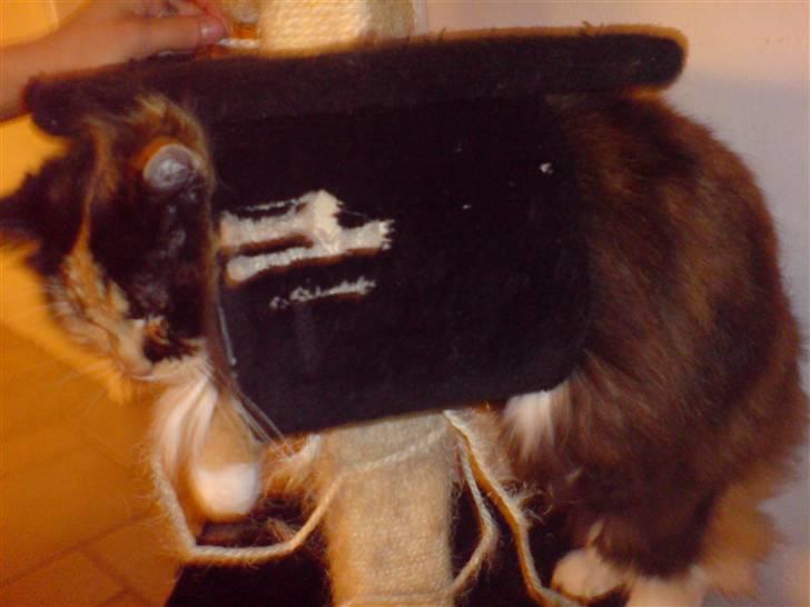 Maine Coon Malou - Malou i hendes elsked kattetræ. billede 8