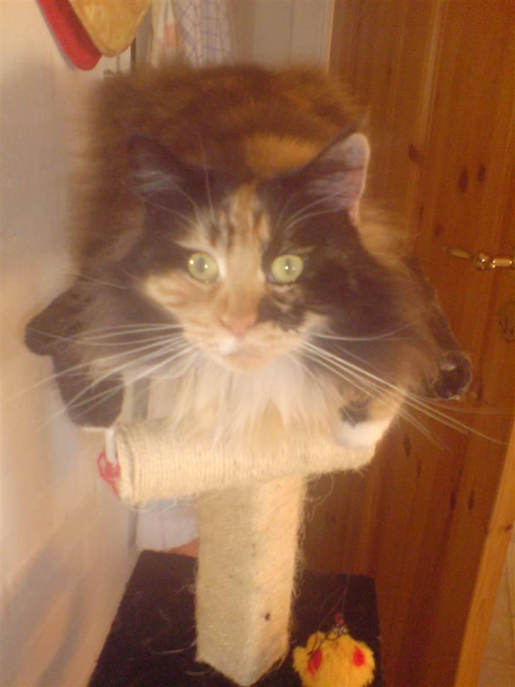 Maine Coon Malou - Malou på hendes faste plads igen . billede 9