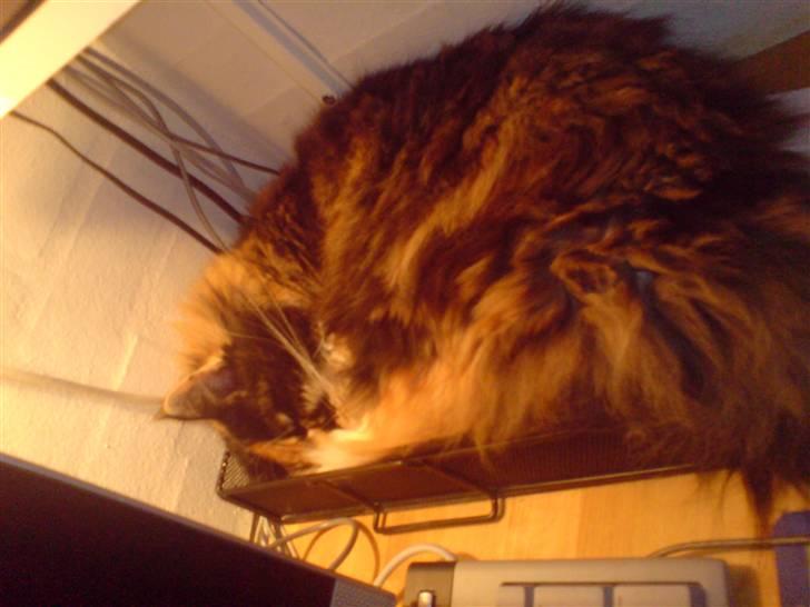 Maine Coon Malou - Her ligger hun i indbakke på computer bordet :´D billede 10