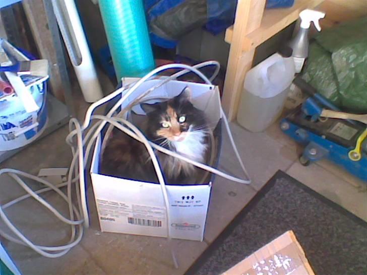 Maine Coon Malou - Malou hjælper på værkstedet . billede 11